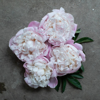 Nick Shaylor Peony Root