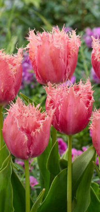 Palais Het Loo Fringed Tulip Bulbs