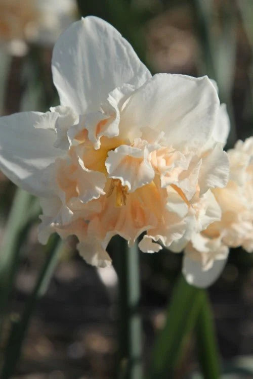 Palmares Daffodil Bulbs