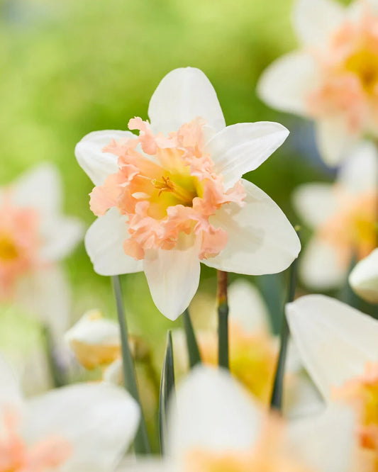 Palmares Daffodil Bulbs