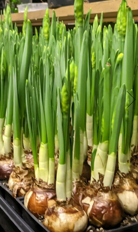 6 pack Nir Paperwhites prepared for LOCAL sales only ORDERS BEGIN 11/1 ...