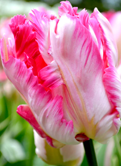 Pink Vision Parrot Tulip Bulbs
