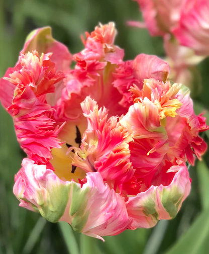 Pink Vision Parrot Tulip Bulbs