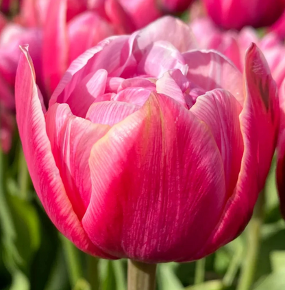 Pink Cameo Double Peony Tulip Bulbs