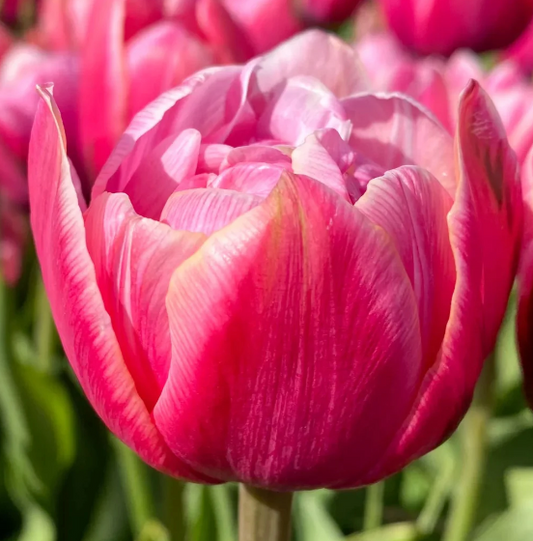 Pink Cameo Double Peony Tulip Bulbs