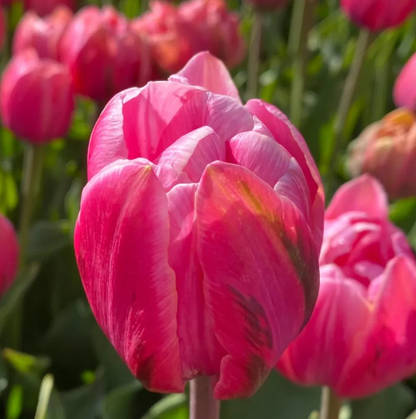 Pink Cameo Double Peony Tulip Bulbs