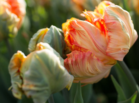 Professor Rontgen Parrot Tulip Bulbs