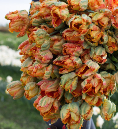 Professor Rontgen Parrot Tulip Bulbs