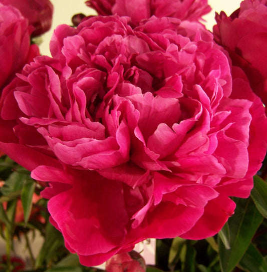 Red Sarah Bernhardt Peony Root