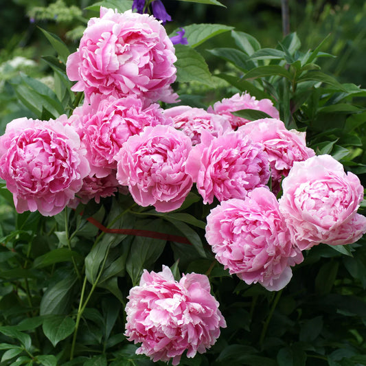 Sarah Bernhardt Peony Root