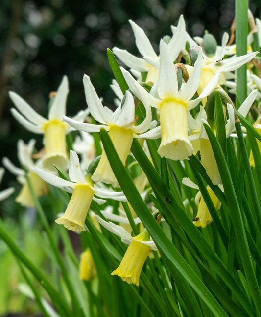 Snipe Daffodil Bulbs