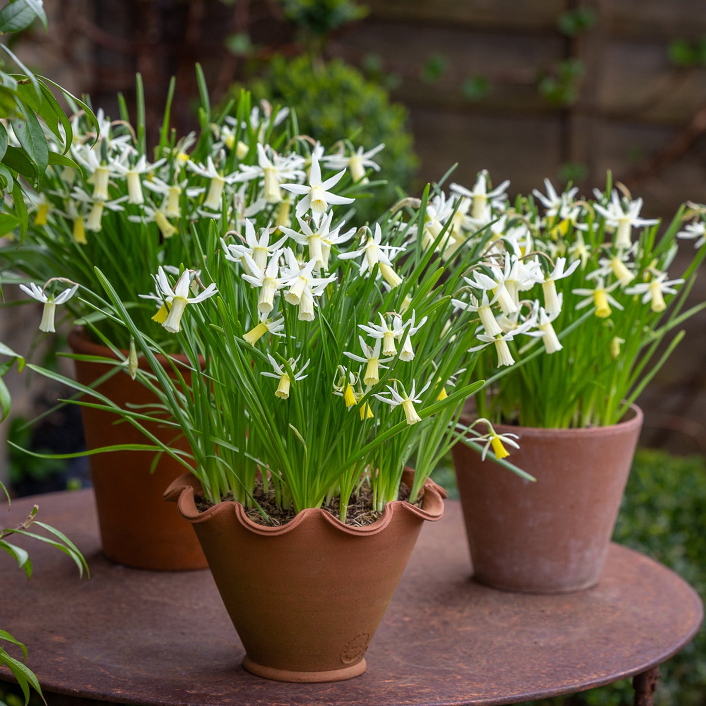 Snipe Daffodil Bulbs