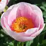 Soft Salmon Saucer Peony Root