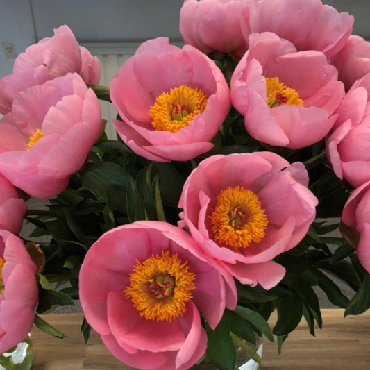 Soft Salmon Saucer Peony Root