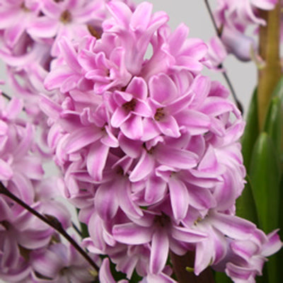 Splendid Cornelia Hyacinth Bulbs