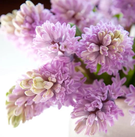 Splendid Cornelia Hyacinth Bulbs