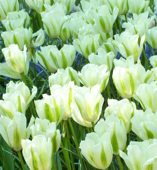 Spring Green Viridiflora Tulip bulbs