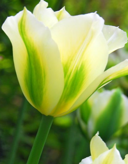 Spring Green Viridiflora Tulip bulbs