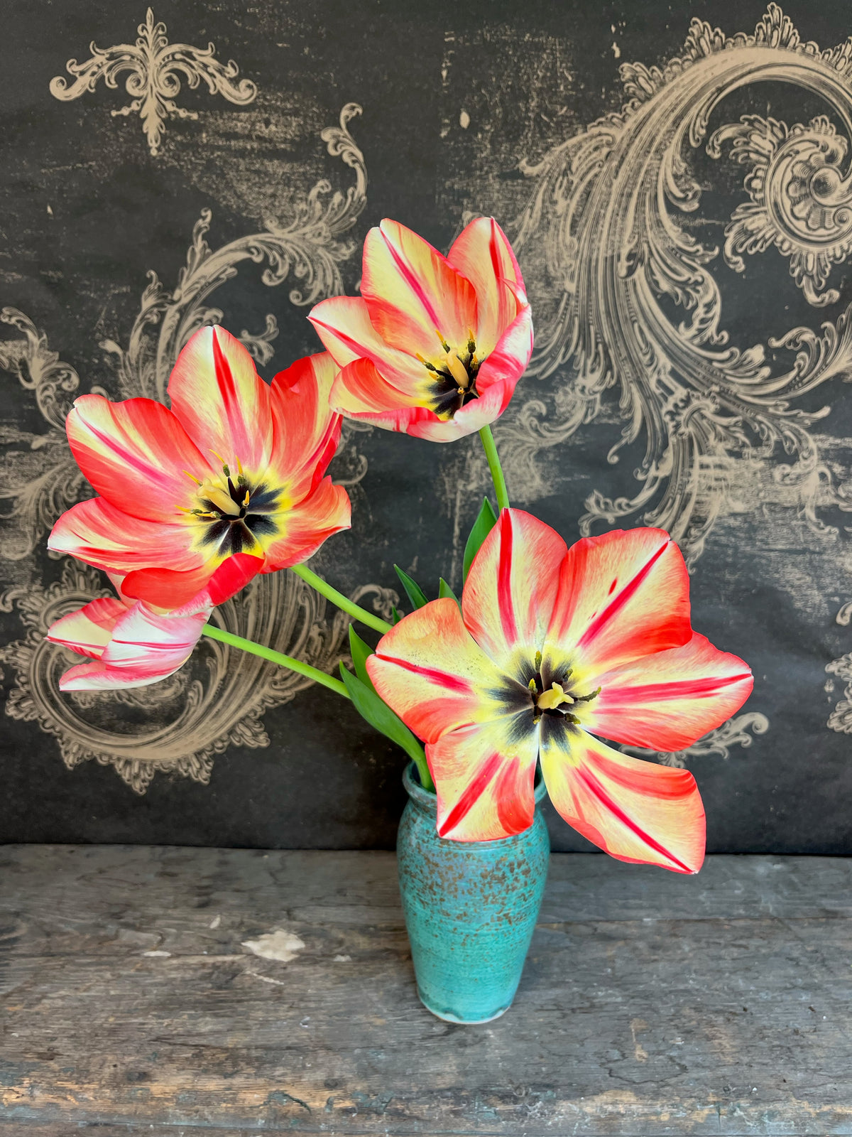 Spyrng Break Tulip Bulbs--prechilled