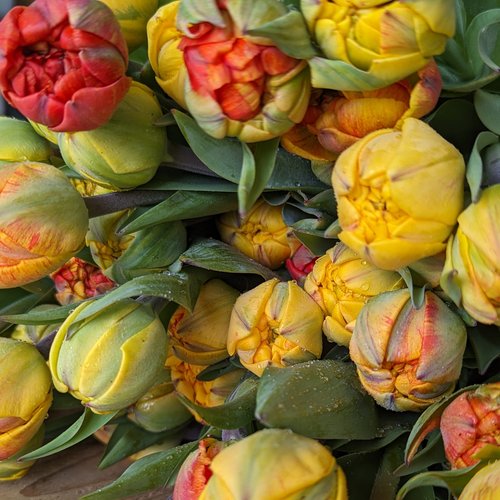 Sunlover Double Peony Tulip Bulbs