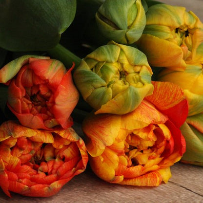 Sunlover Double Peony Tulip Bulbs