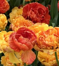 Sunlover Double Peony Tulip Bulbs