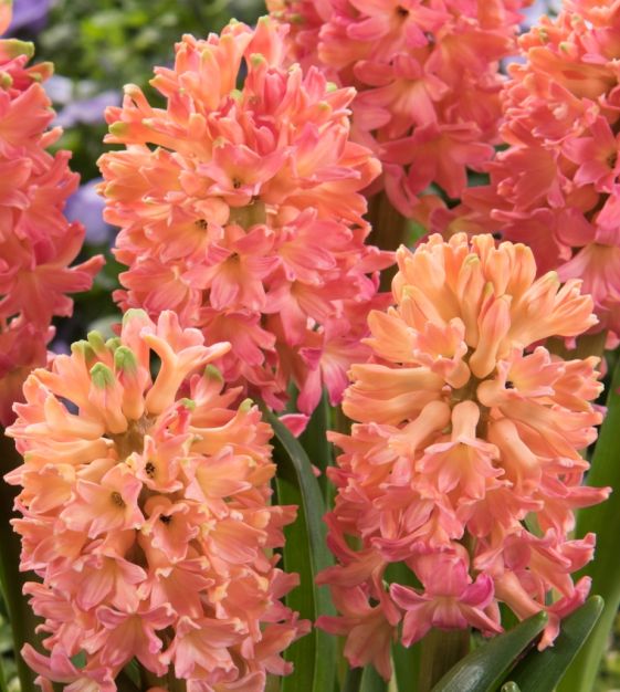 Sweet Invitation Hyacinth Bulbs