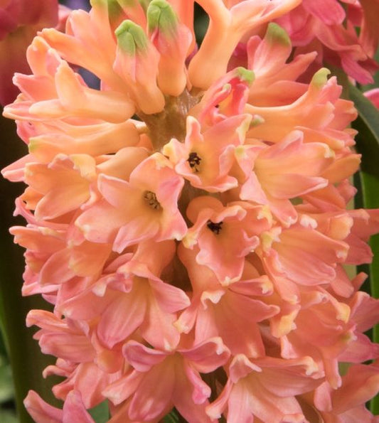 Sweet Invitation Hyacinth Bulbs