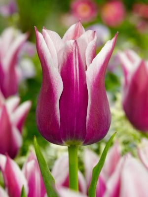 Claudia Lily Flowering Tulip