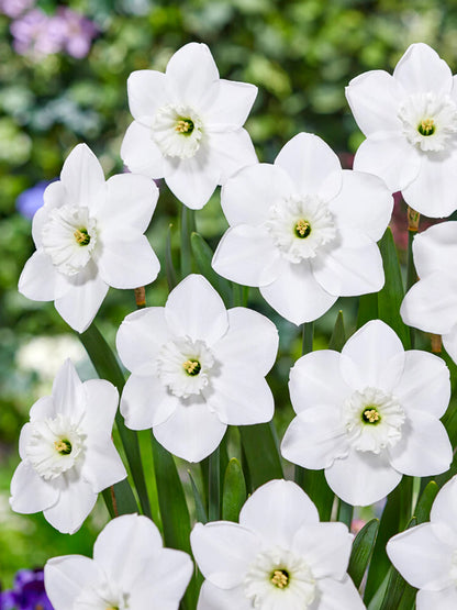 Green Eyes Daffodil Bulbs