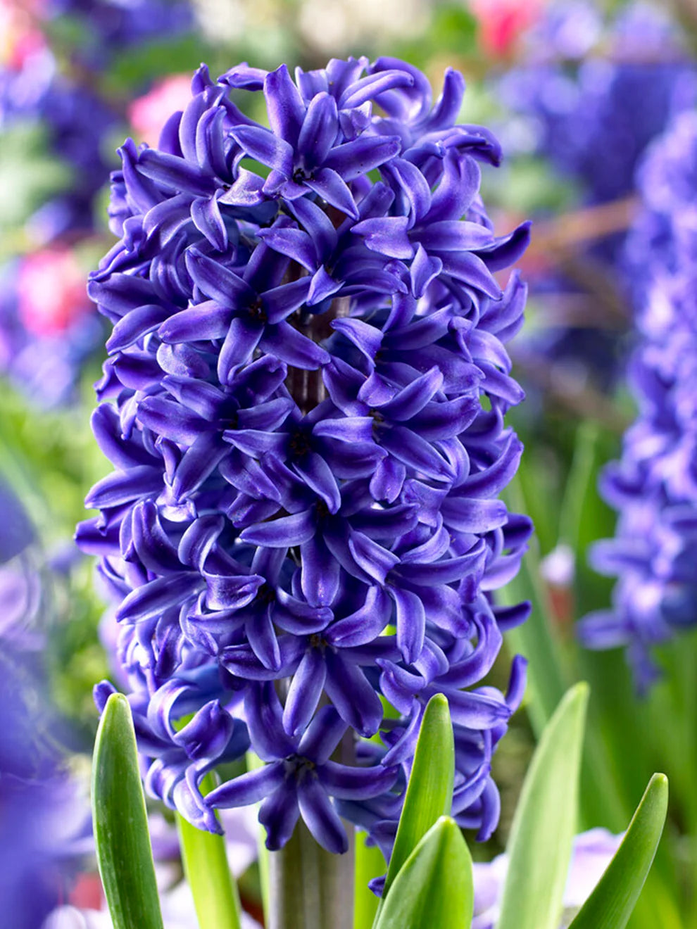 Blue Jacket Hyacinth Bulbs