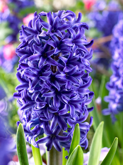 Blue Jacket Hyacinth Bulbs