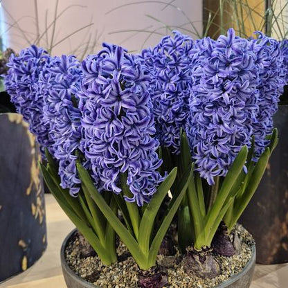 Blue Jacket Hyacinth Bulbs
