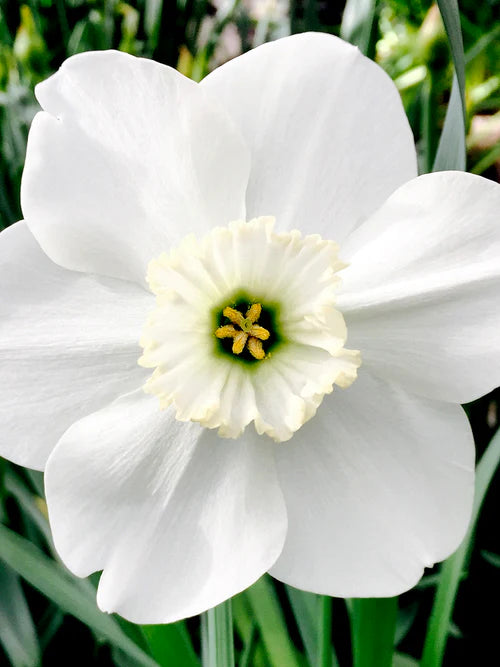 Green Eyes Daffodil Bulbs