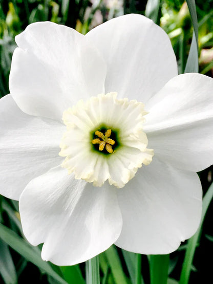 Green Eyes Daffodil Bulbs