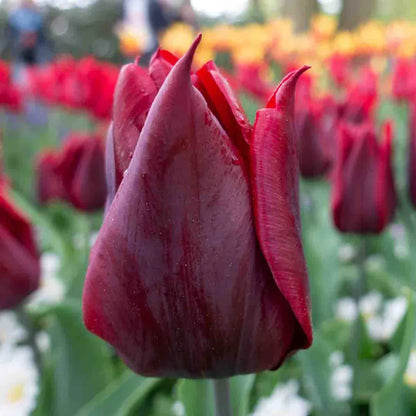 Lasting Love Lily Flowering Tulip Bulb