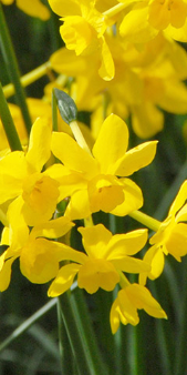 Twinkling Yellow Daffodil Bulbs