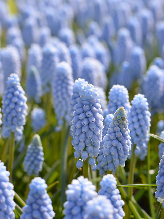 Muscari Bulb Valerie Finnis