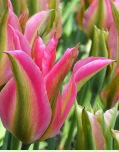 Virichic Viridiflora Tulip bulbs