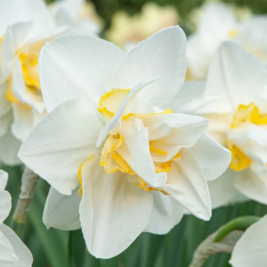 White Lion Daffodil Bulbs