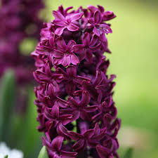 Woodstock Hyacinth Bulbs