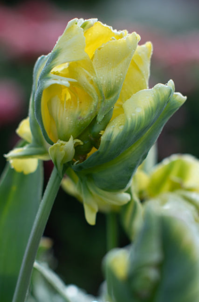 Yellow Madonna Parrot Tulip Bulbs