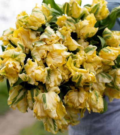 Yellow Madonna Parrot Tulip Bulbs