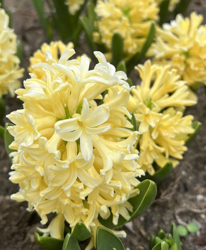 Yellowstone Hyacinth Bulbs