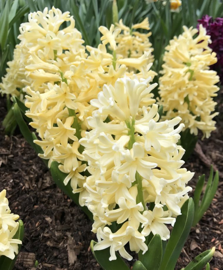 Yellowstone Hyacinth Bulbs