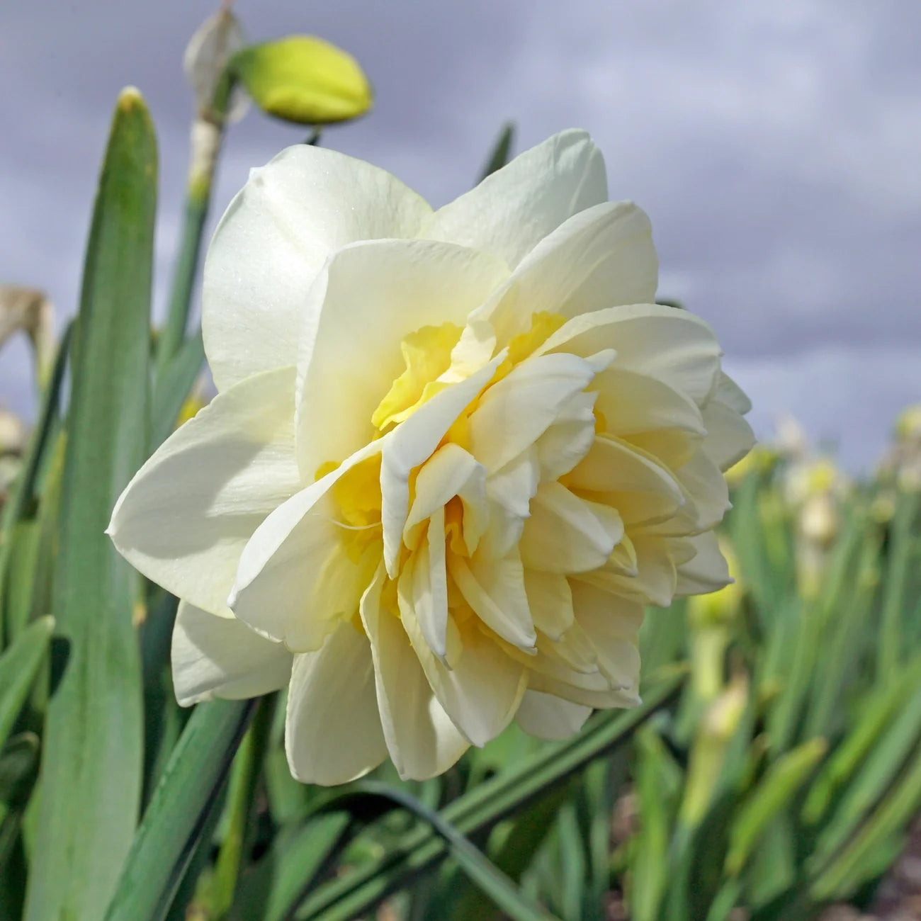 Young Devotion Daffodil Bulbs
