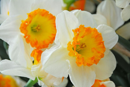 Accent Daffodil Bulbs