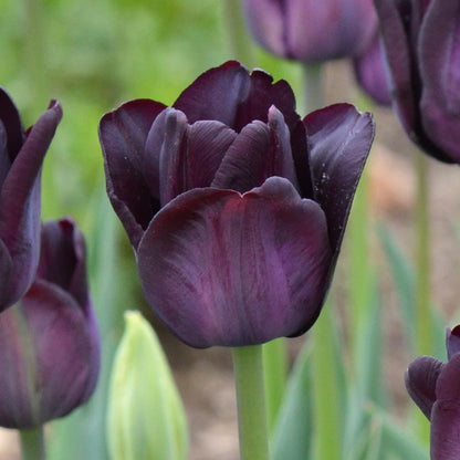 Paul Scherer Tulip Bulbs