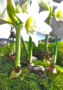 Double Blossom Peacock Amaryllis Bulb