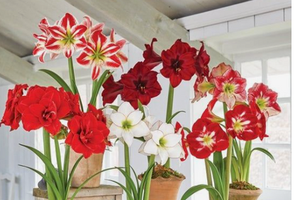 Double Blossom Peacock Amaryllis Bulb